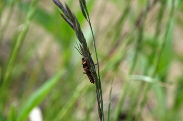 beatle on grass
