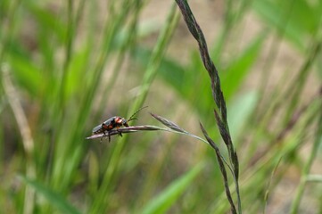 beatle on a leaf