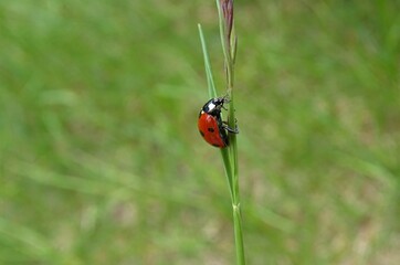 ladybug on grass
