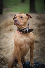 Portrait of a young beautiful purebred pit bull terrier in the forest.