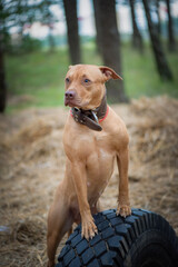 Portrait of a young beautiful purebred pit bull terrier in the forest.