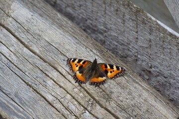 butterfly on the ground