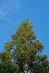 Green pine tree with blue sky in background
