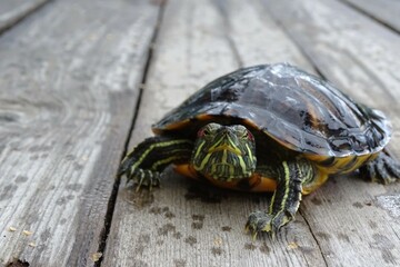 turtle on the boards