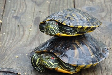 two turtles