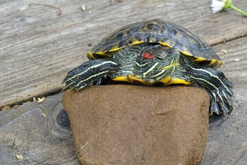 turtle on the stone