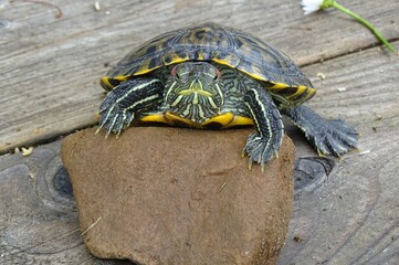 turtle on a rock