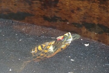 turtle on the water