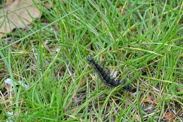 caterpillar on the grass