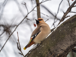 Bohemian waxwing, Latin name Bombycilla garrulus, sitting on the branch with snow in winter or early spring day. The waxwing, a beautiful tufted bird, sits on a branch without leaves.