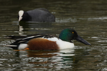 採餌するハシビロガモたち