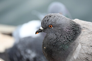 CURIOUS LOOKING PIGEON