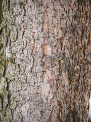 Bark texture and background of a old fir tree trunk. Detailed bark texture. Natural background