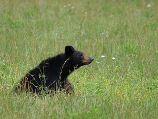 Black bears