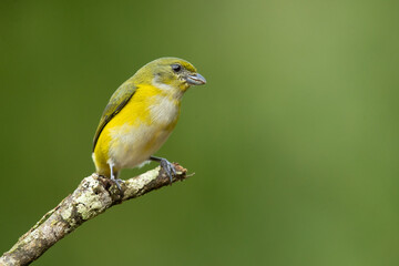 The yellow-throated euphonia (Euphonia hirundinacea) is a species of songbird in the family Fringillidae. It is found in southeastern Mexico and throughout Central America