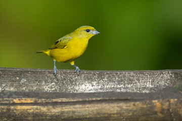 The yellow-throated euphonia (Euphonia hirundinacea) is a species of songbird in the family Fringillidae. It is found in southeastern Mexico and throughout Central America