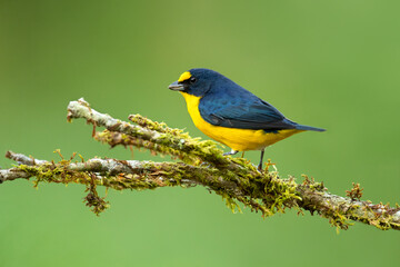 The yellow-throated euphonia (Euphonia hirundinacea) is a species of songbird in the family Fringillidae. It is found in southeastern Mexico and throughout Central America