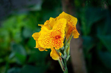 yellow flower with red dots
