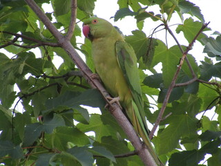 green parrot on a branch