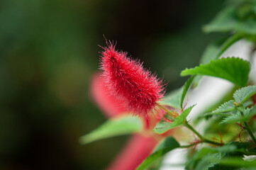 red hairy flower with green leaves