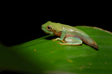 Agalychnis callidryas, known as the red-eyed tree frog, is an arboreal hylid native to Neotropical rainforests where it ranges from Mexico, through Central America, to Colombia