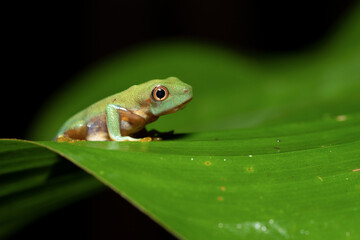 Agalychnis callidryas, known as the red-eyed tree frog, is an arboreal hylid native to Neotropical rainforests where it ranges from Mexico, through Central America, to Colombia