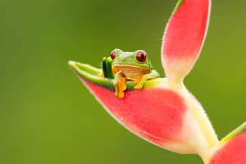 Agalychnis callidryas, known as the red-eyed tree frog, is an arboreal hylid native to Neotropical rainforests where it ranges from Mexico, through Central America, to Colombia