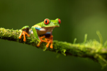 Agalychnis callidryas, known as the red-eyed tree frog, is an arboreal hylid native to Neotropical rainforests where it ranges from Mexico, through Central America, to Colombia