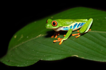 Agalychnis callidryas, known as the red-eyed tree frog, is an arboreal hylid native to Neotropical rainforests where it ranges from Mexico, through Central America, to Colombia