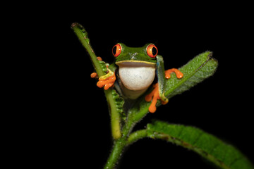 Agalychnis callidryas, known as the red-eyed tree frog, is an arboreal hylid native to Neotropical rainforests where it ranges from Mexico, through Central America, to Colombia