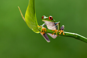 Agalychnis callidryas, known as the red-eyed tree frog, is an arboreal hylid native to Neotropical...