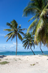 Fototapeta na wymiar Palm trees on the beach, Grande-Terre, Guadeloupe, Lesser Antilles, Caribbean.