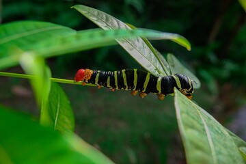 Frangipani worm in green bush