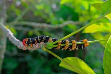 Frangipani worm in green bush