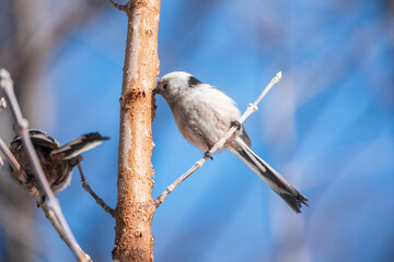 European long-tailed tit, latin name Aegithalos caudatus. A bird sitting on a branch in a deciduous forest.