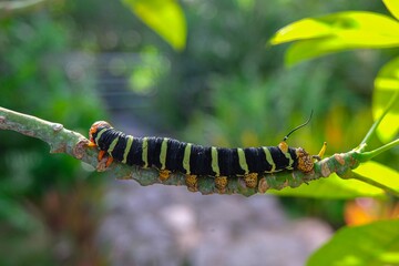 Frangipani worm in green bush