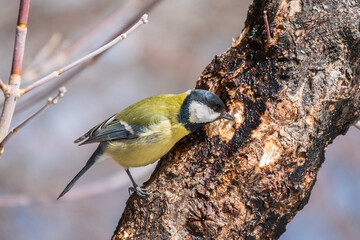 Cute bird Great tit, songbird sitting on a branch without leaves in the autumn or winter.