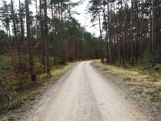 path in the forest, the way forward