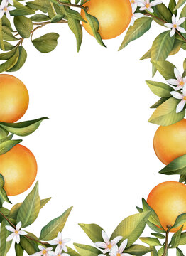 Frame of hand drawn watercolor blooming orange tree branches,  flowers and orange, isolated illustration on a white background