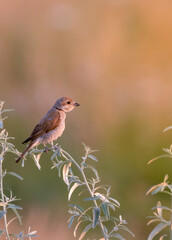 bird, robin, wild lebende tiere, natur, wild, tier, garden, ast, schnabel, bird, rot,