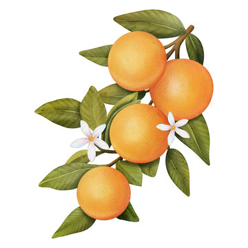 recommend clip art: Oranges on a branch. Isolated watercolor illustrartion of citrus tree with leaves and blossoms.