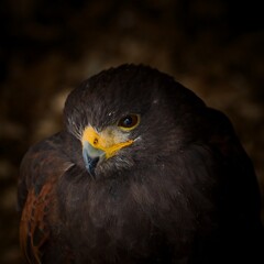 Harris's hawk