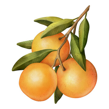 Oranges on a branch. Isolated watercolor illustrartion of citrus tree with leaves.