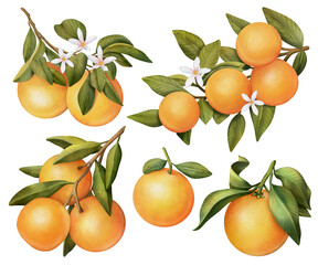 Hand drawn set of watercolor blooming orange tree branches, flowers and orange, isolated illustration on a white background