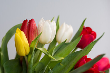 Fresh spring tulips on a white background, copy space