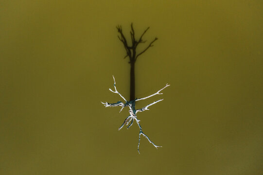 Aerial top down view of dead tree in Mau Ara reservoir, Udawalawe national park, Sri Lanka.