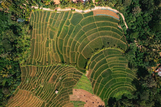 Aerial top down view of paddy rice fields in rural village in Badulla state, Sri Lanka.