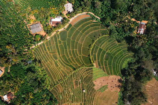Aerial top down view of paddy rice fields in rural village in Badulla state, Sri Lanka.