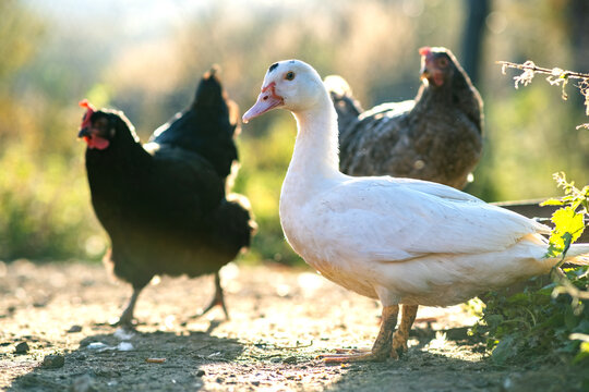 Ducks feed on traditional rural barnyard. Detail of a duck head. Close up of waterbird standing on barn yard. Free range poultry farming concept