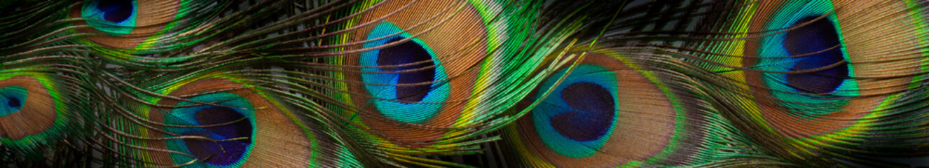 Background with peacock feathers